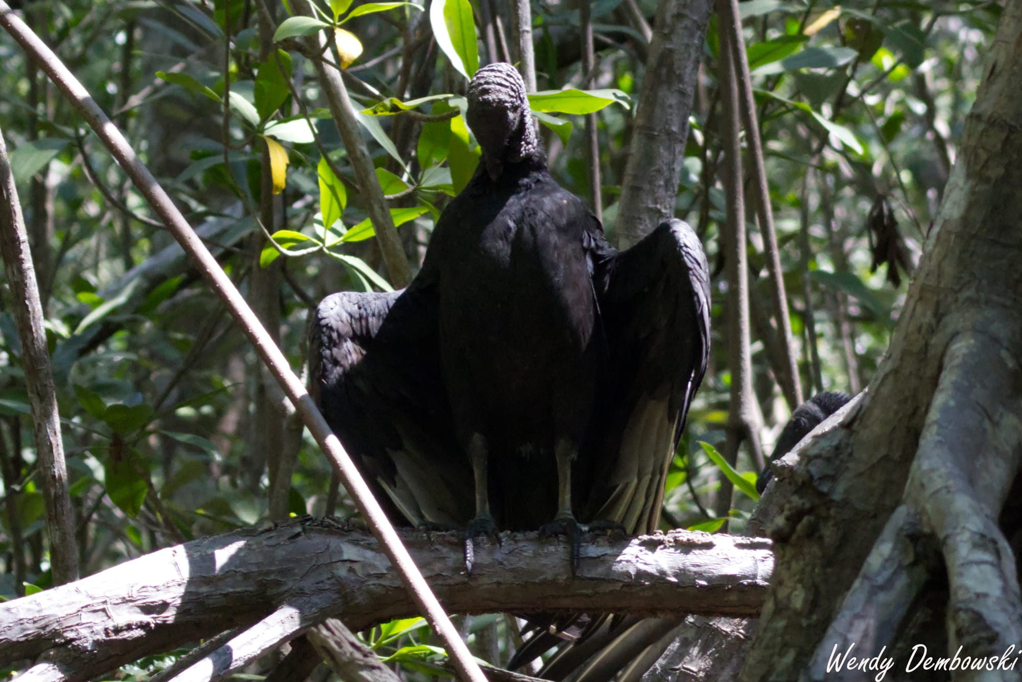 A Black Vulture spreads its wings while perched on a mangrove 