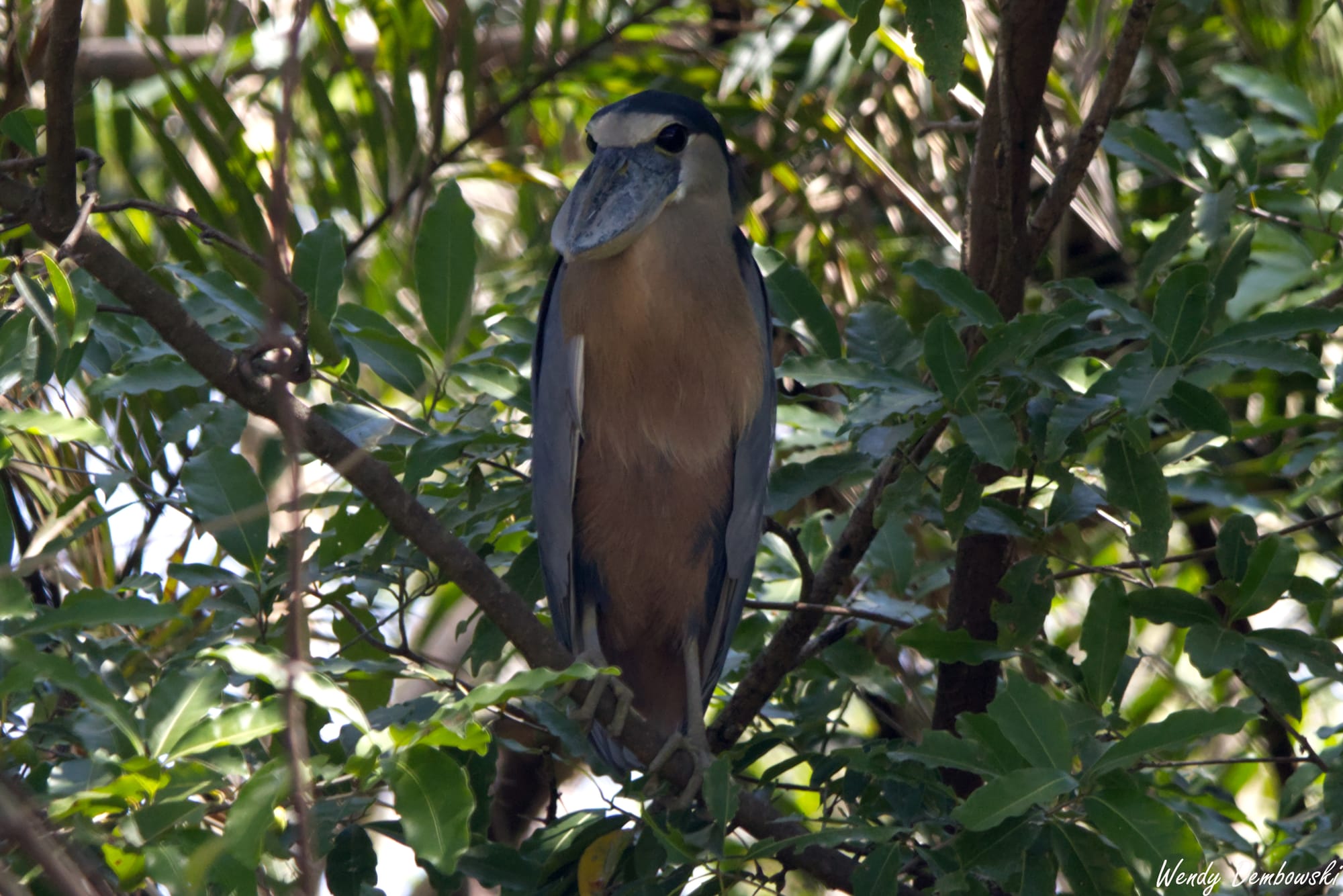 A Boat-billed Heron perches on a branch in Palo Verde. It has a blue-gray boat shaped bill with large black eyes. Its face is white with a dark blue cap. It's wings are gray blue with a rufous belly. 