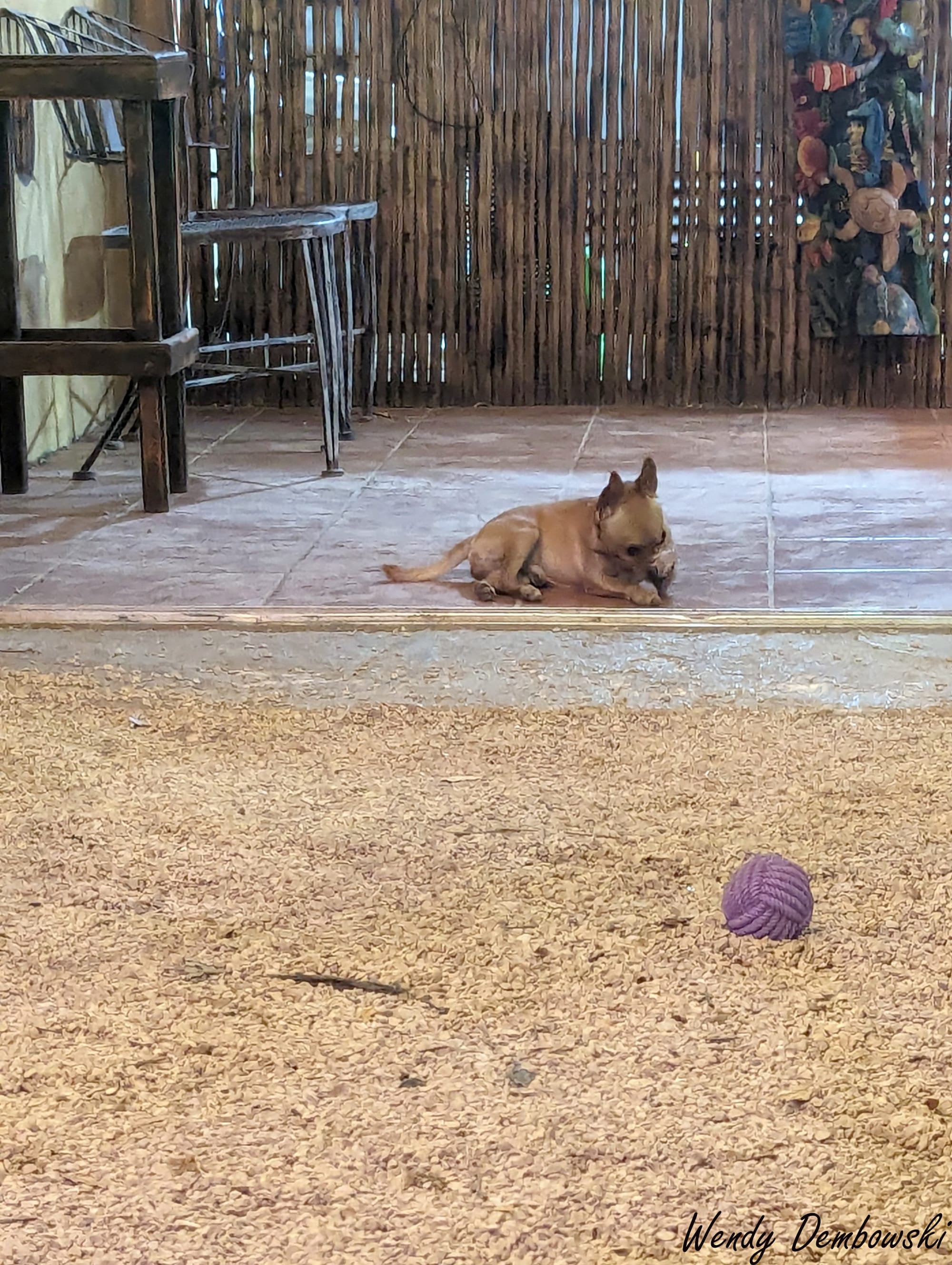 A tan Chihuahua lies on a floor inside a building with his purple ball outside on a gravel floor.