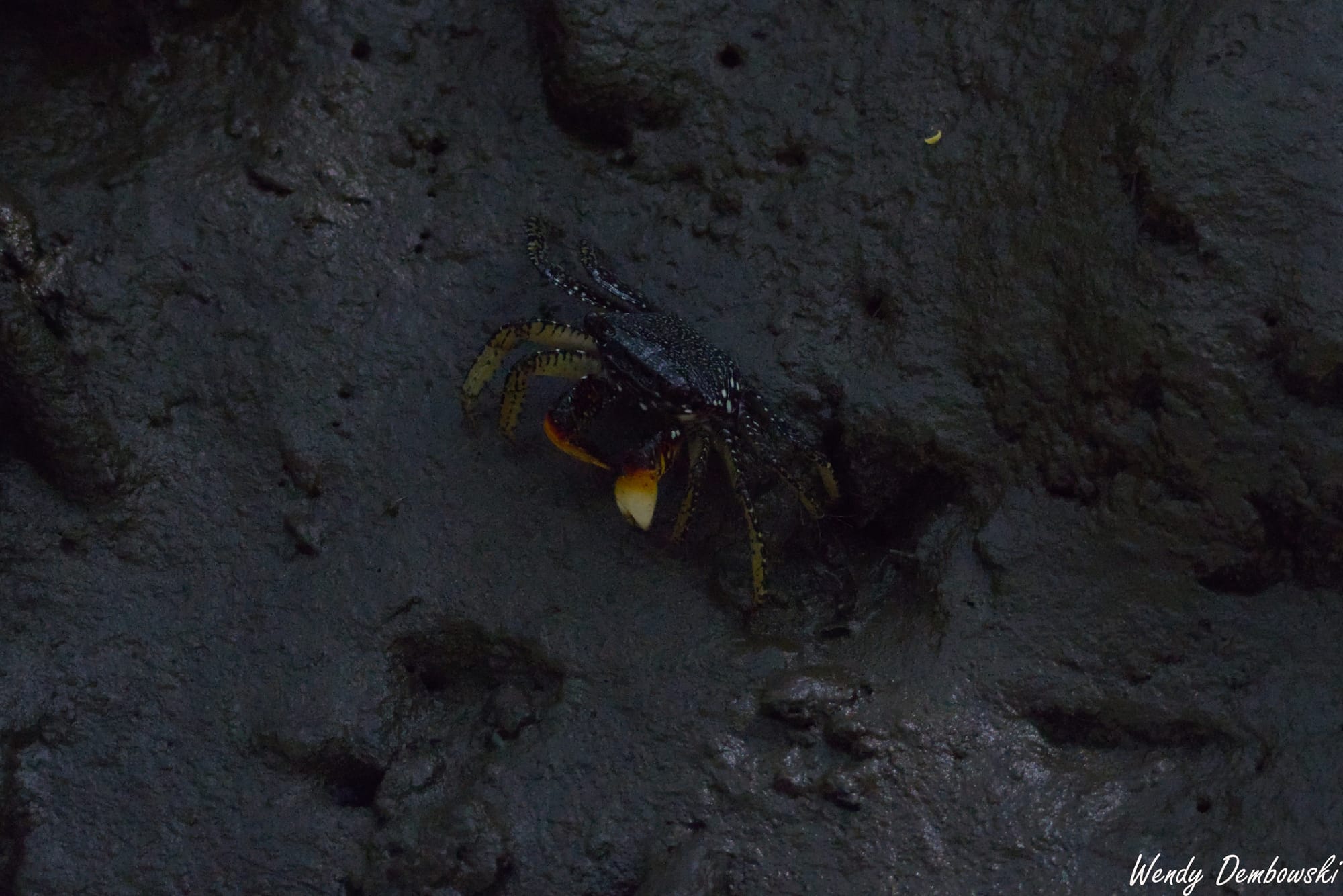 A little black crab amongst some mud.