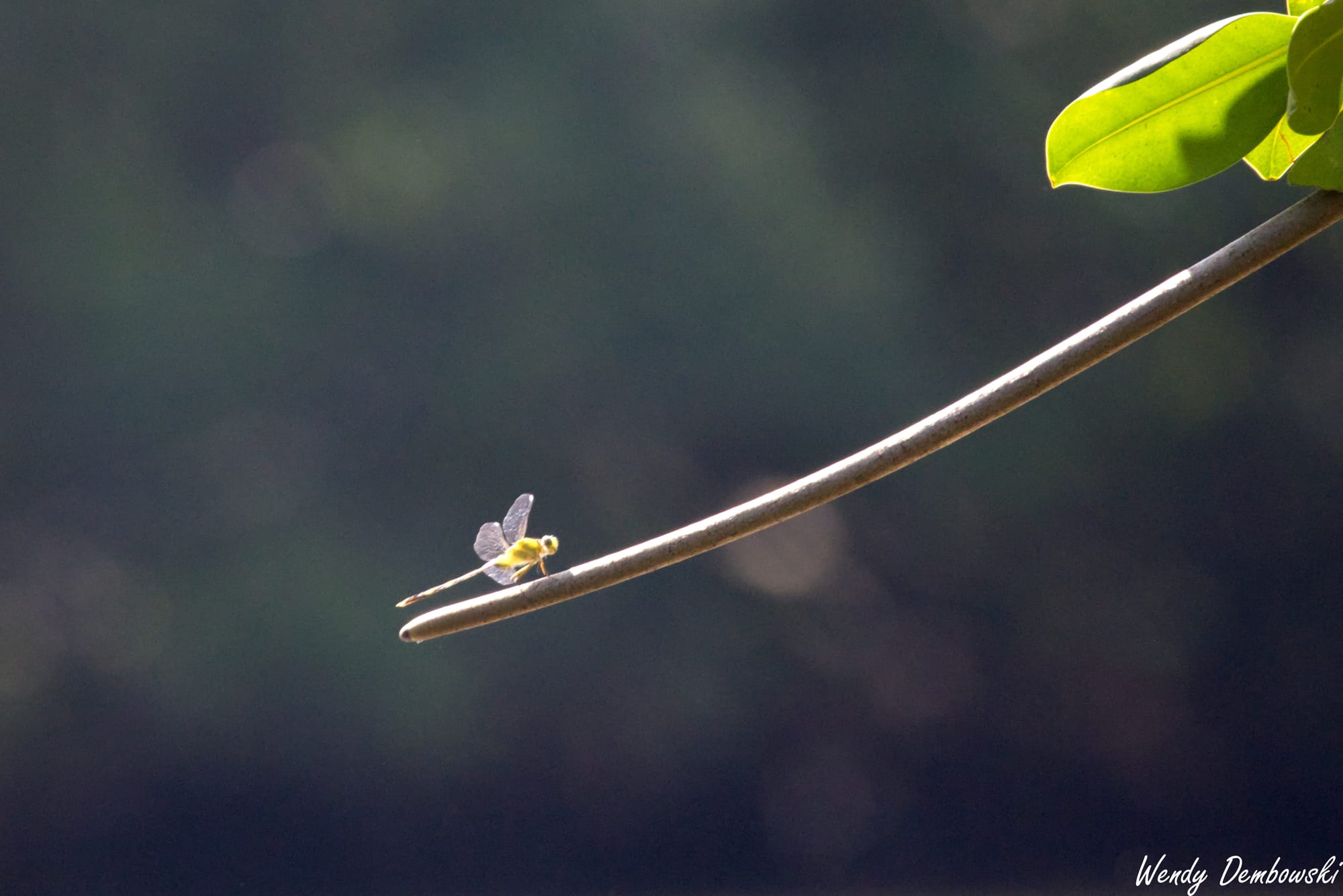 A dragonfly perched on a branch.