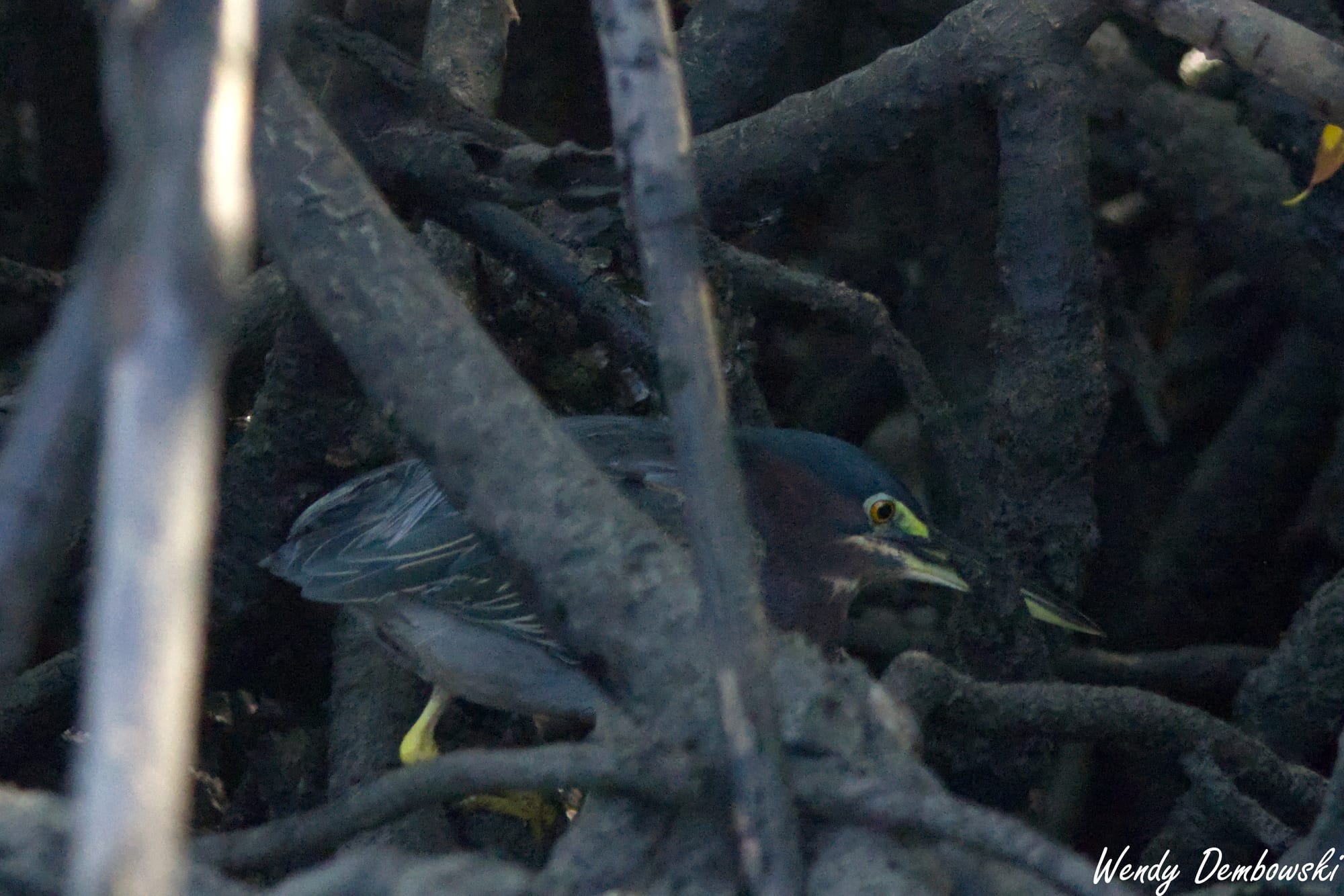 Green Heron behind branches