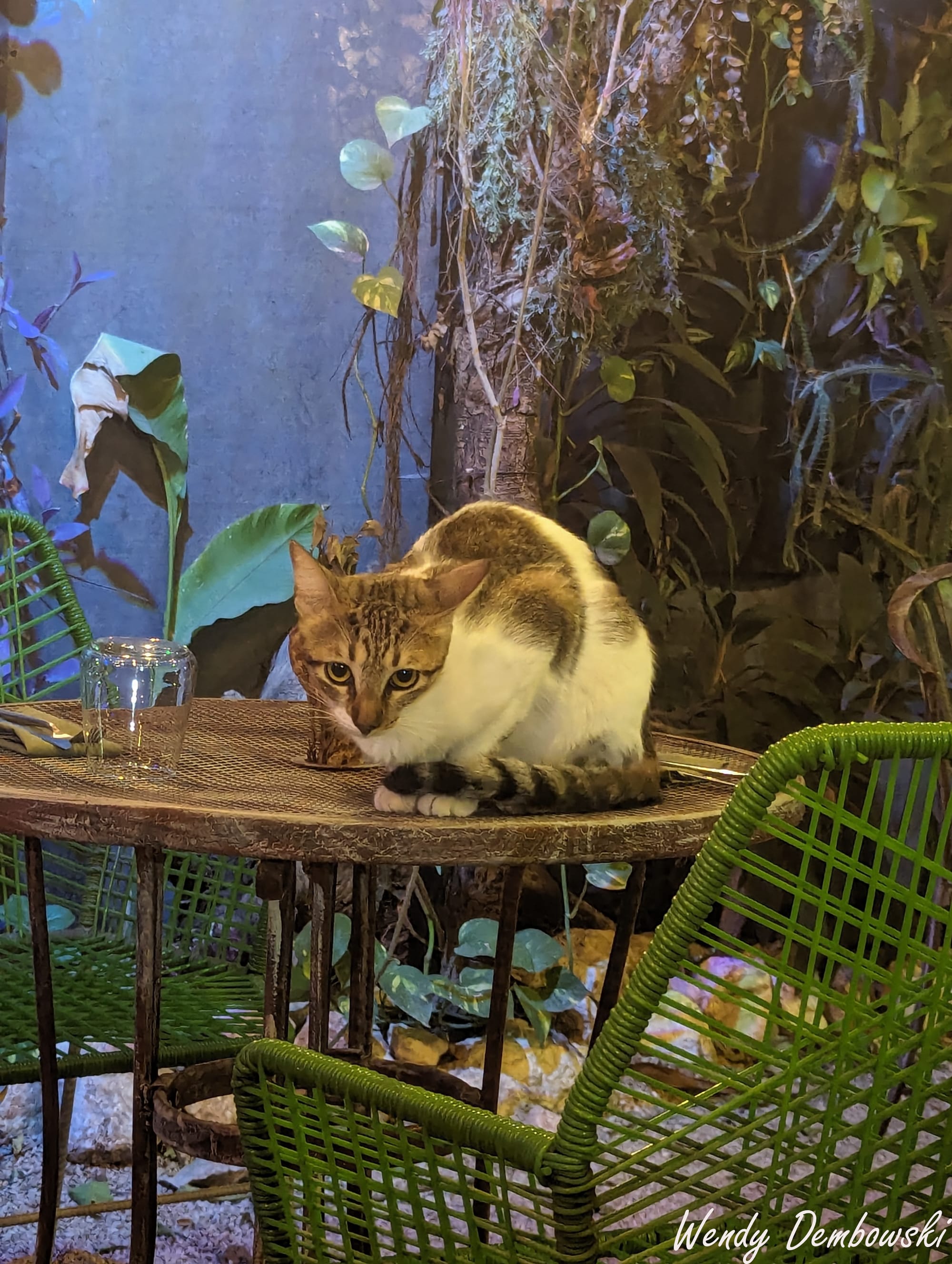 Guacamole the cat sits on a table with his tail wrapped around his front legs.