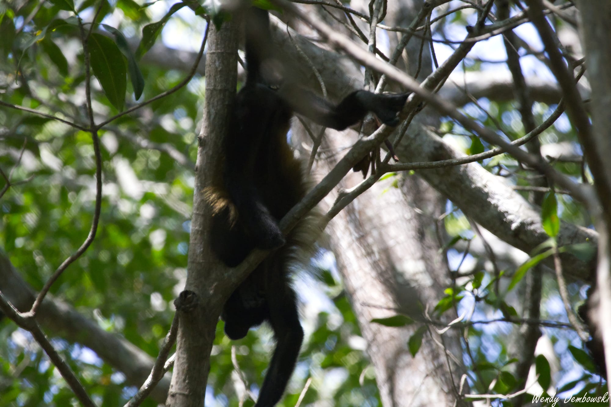 A Howler Monkey hangs upside down in a tree.