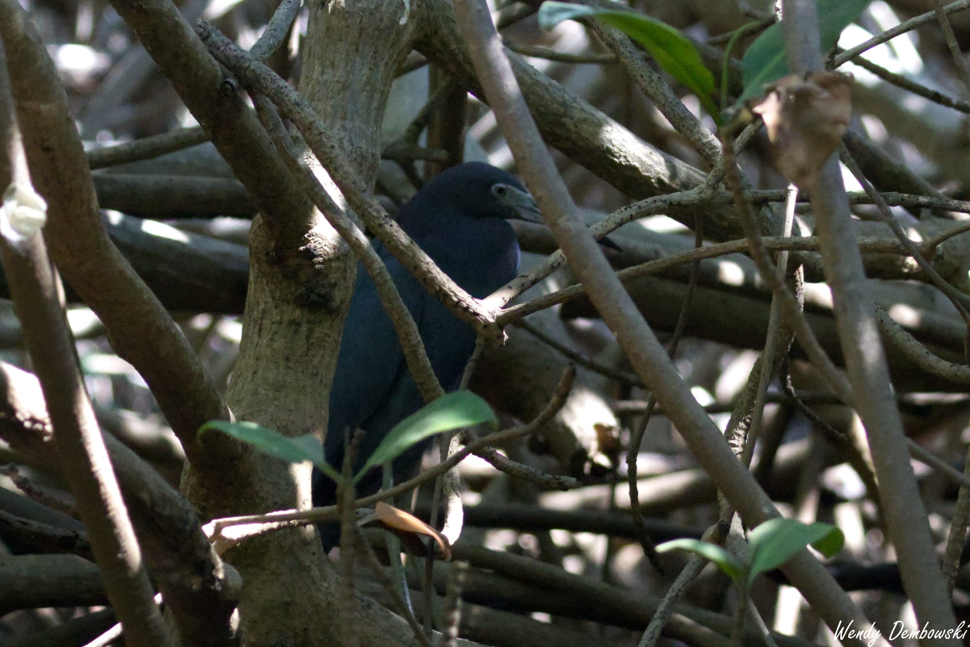 A Little Blue Heron on some branches.