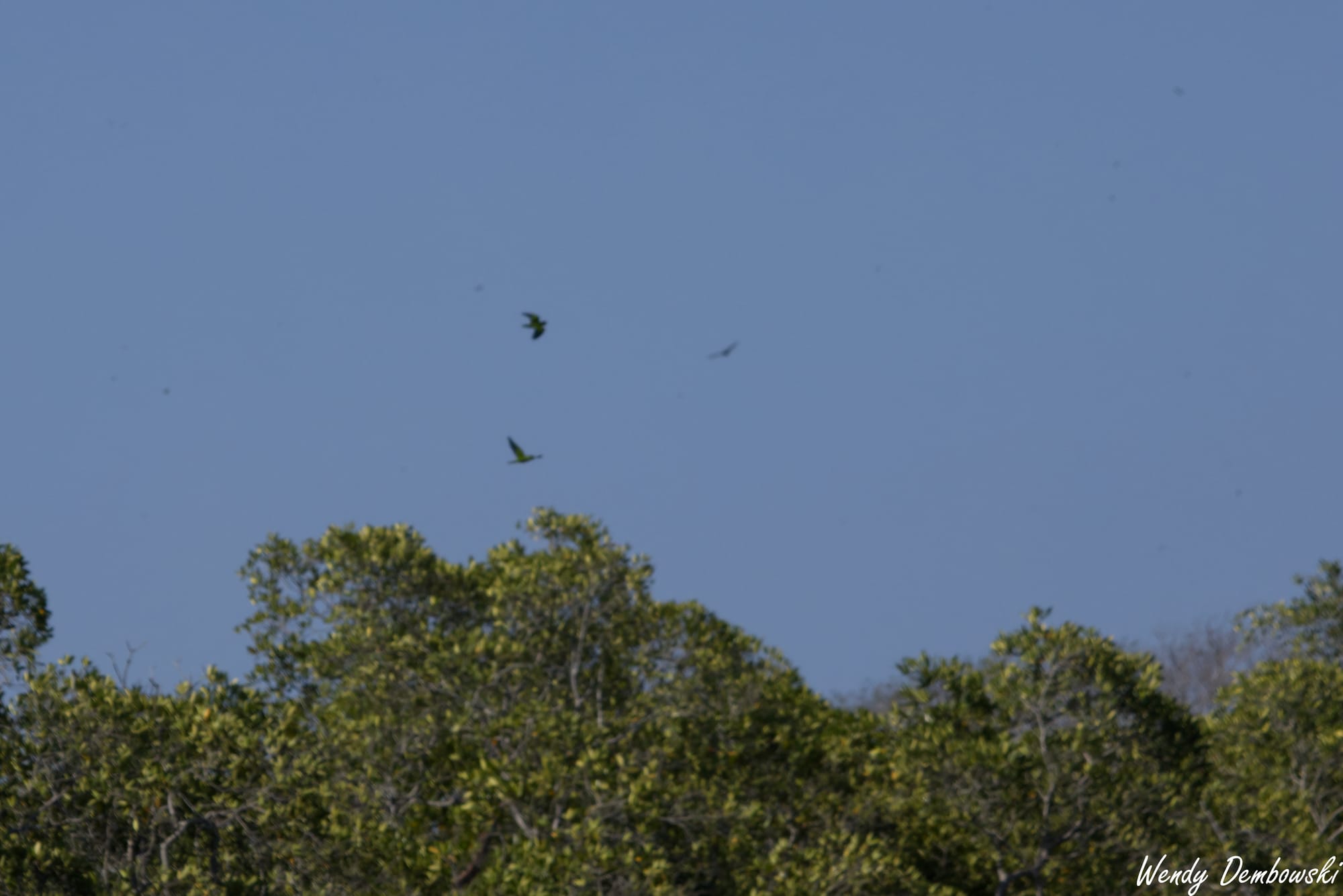 3 Parrots soar above trees.