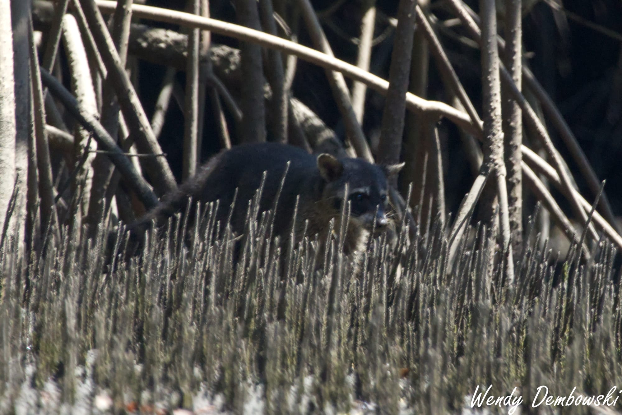 A coati amongst some vegetation on a mangrove beach