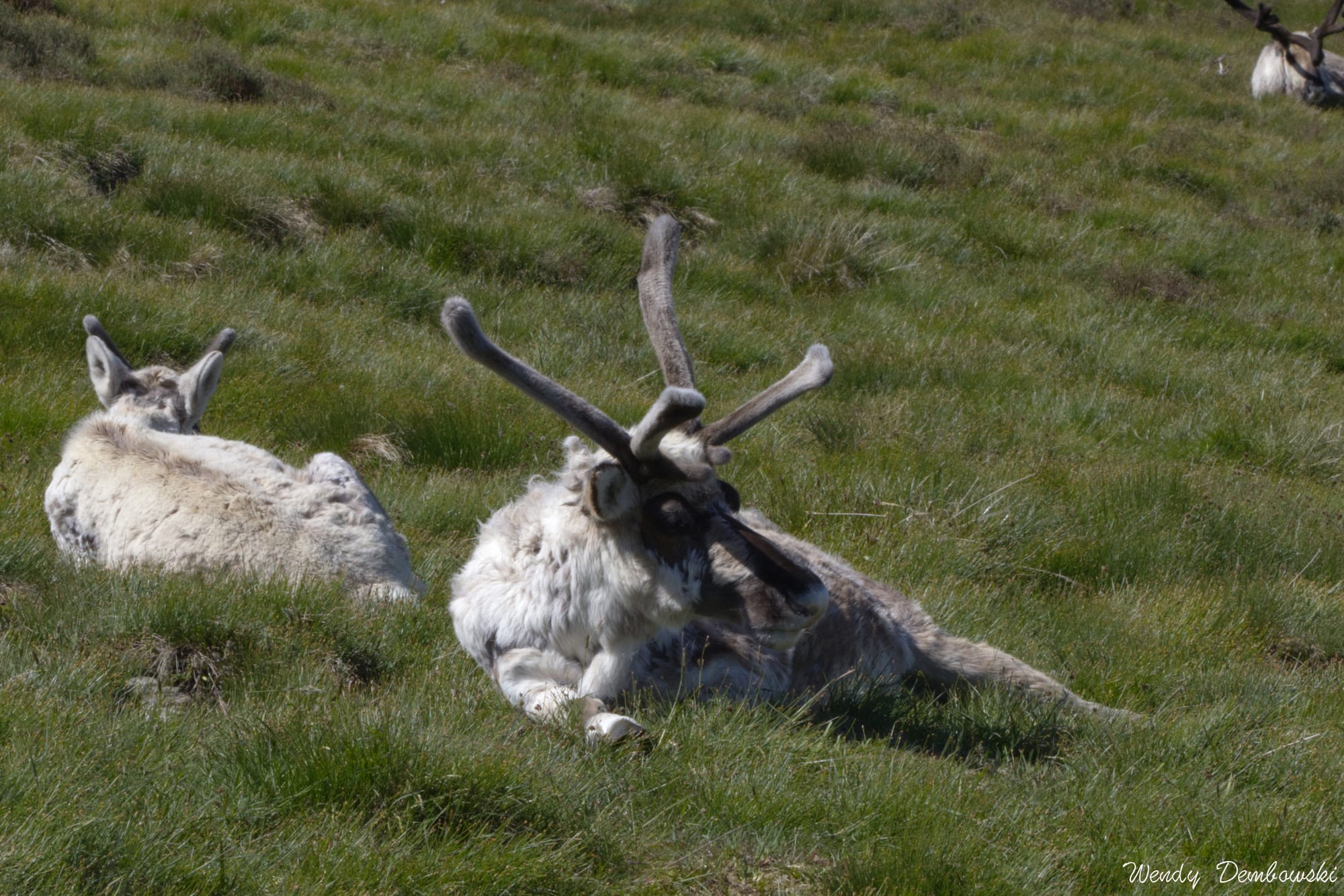 In the foreground two white and tan male reindeer lay on the ground. In the back right another lies on the ground. 