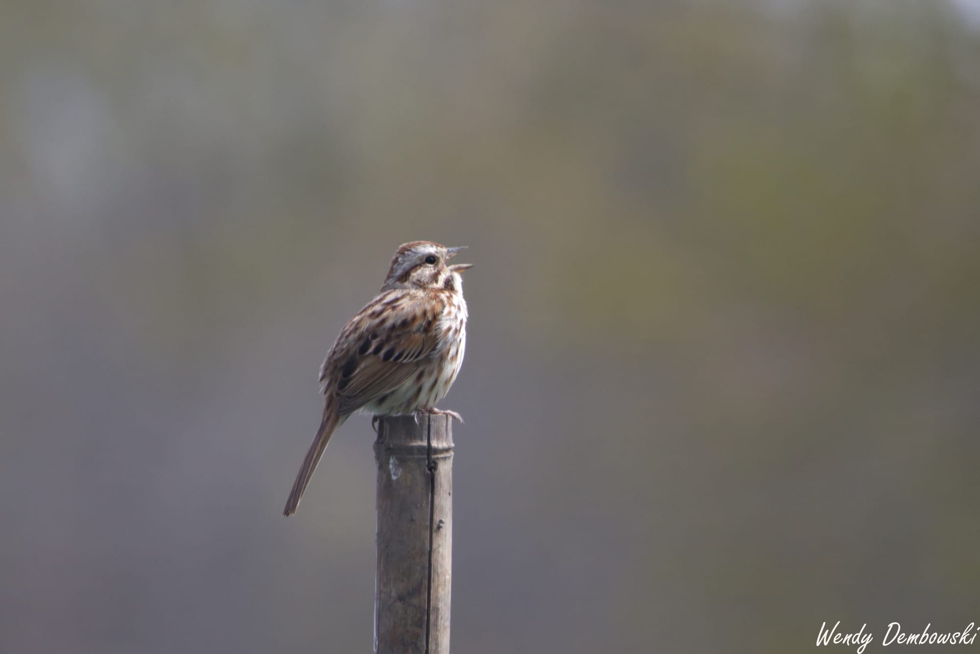 Spring Bird Walk at Nyquist-Harcourt Wildlife Sanctuary