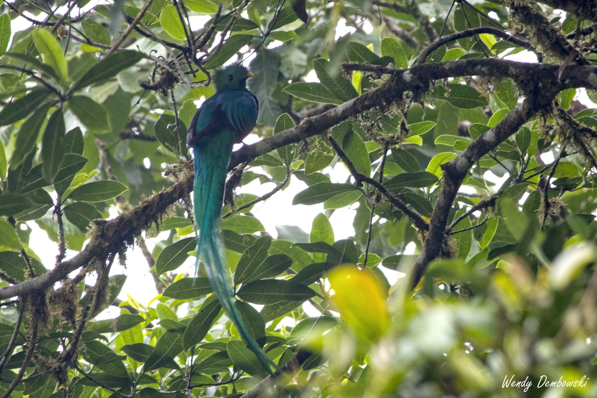 Travel: Panama & Costa Rica Day 11: Selvatura Hanging Bridges