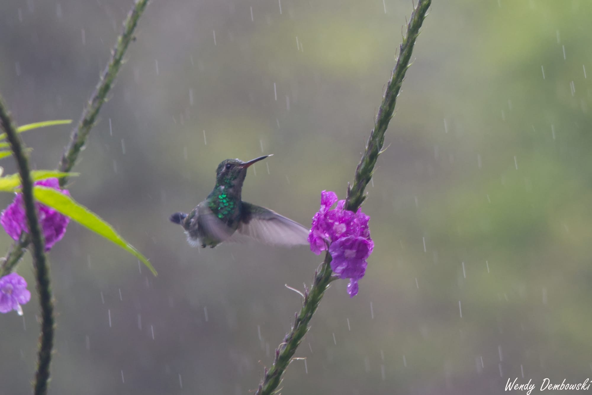 Travel: Panama & Costa Rica Day 12: Hotel Belmar Bird Tour