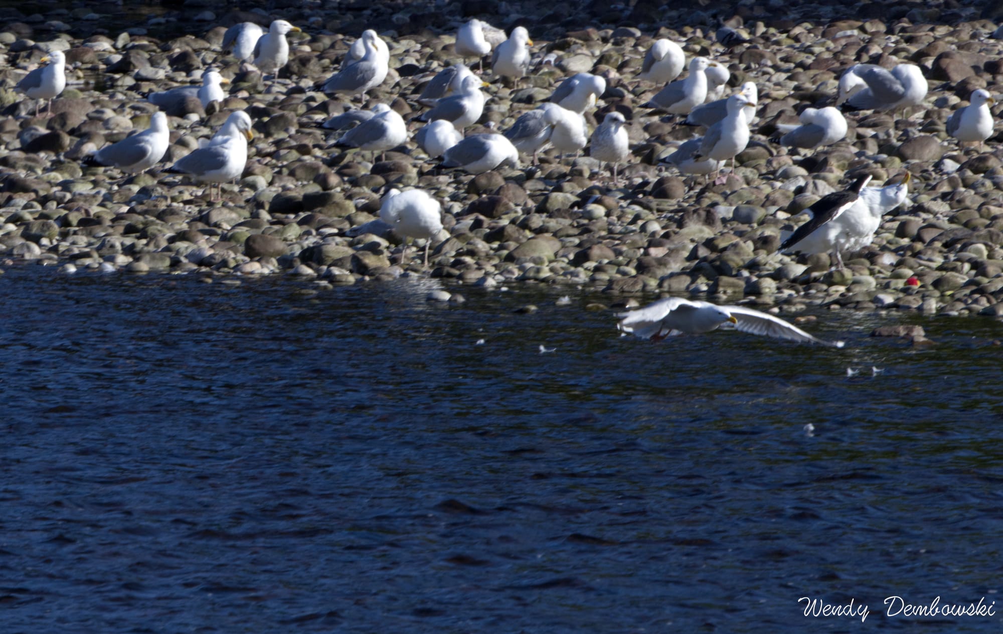 Ness Walk Wildlife: Who Might You Meet on the River?