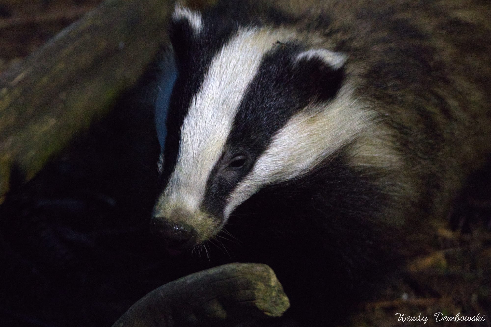 Cairngorms Capers: A Badger Bonanza at the Speyside Badger Hide