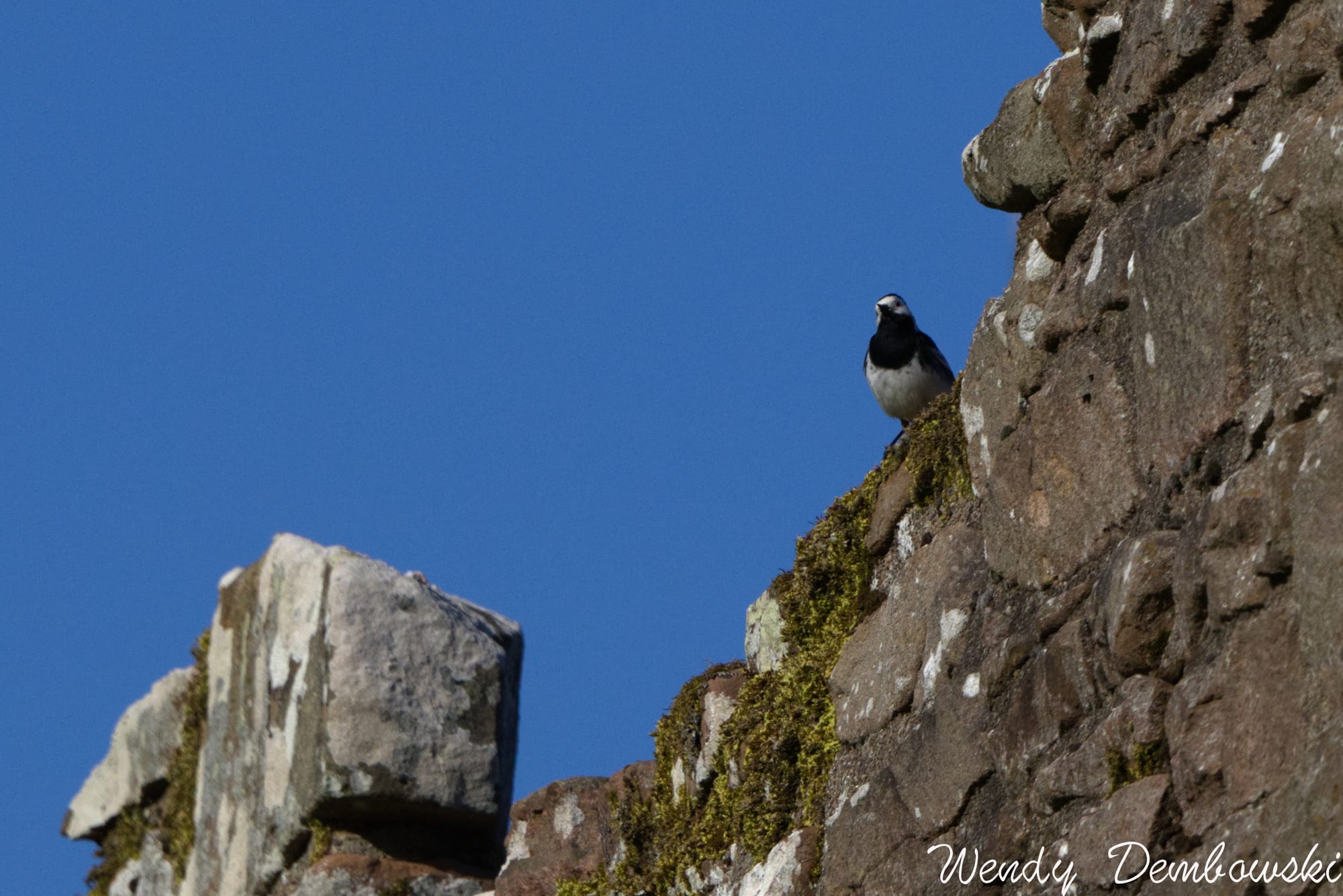 Forget the Monster, Look at the Birds! A quick visit to Urquhart Castle