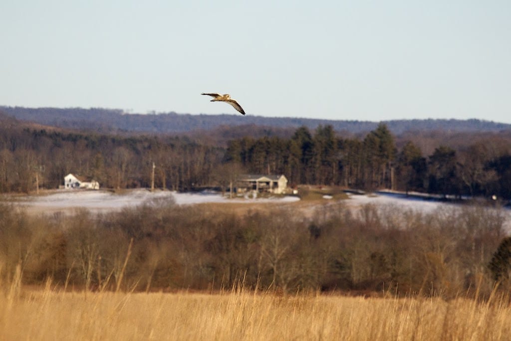 Winter in the Shawangunk Grasslands