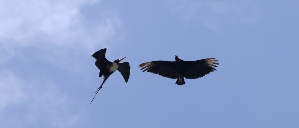 Travel: Panama & Costa Rica Day 4 - Miraflores Locks & Panama City (and birds)