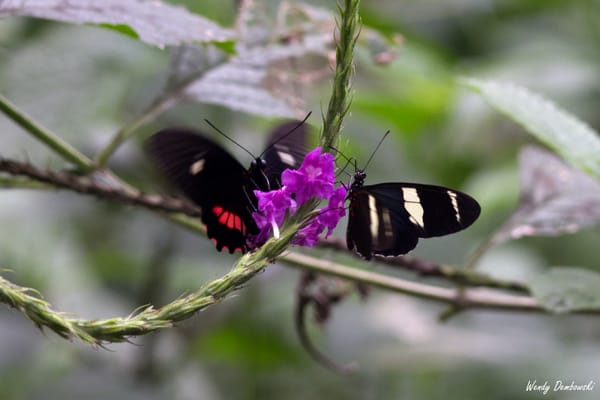 Travel: Panama & Costa Rica Day 11: Selvatura Butterfly Garden