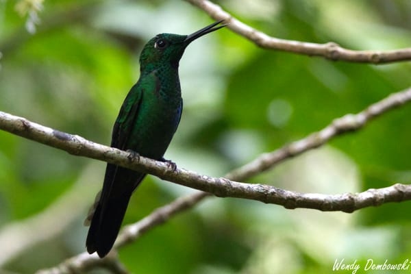 Travel: Panama & Costa Rica Day 11: Hummingbird Cafe