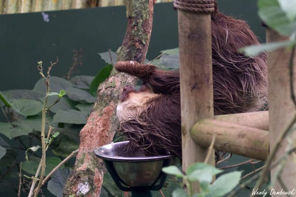 Travel: Panama & Costa Rica Day 11: Selvatura Sloths!