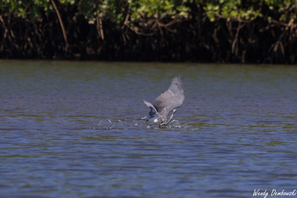 Travel: Panama & Costa Rica Day 14: Tamarindo Estuary Tour