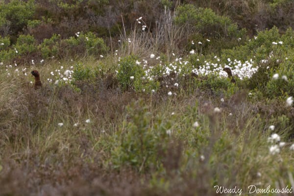 Lets Go Birding in Scotland's Cairngorm National Forest