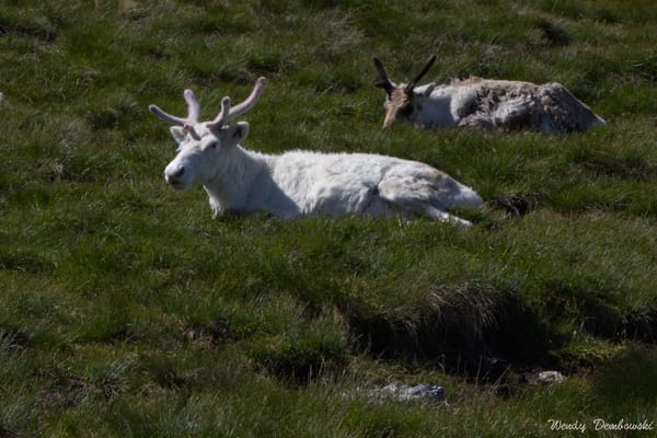 Encountering the Cairngorms Reindeer Herd