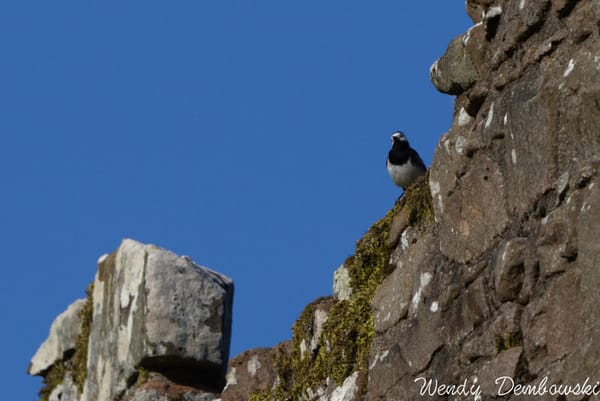 Forget the Monster, Look at the Birds! A quick visit to Urquhart Castle